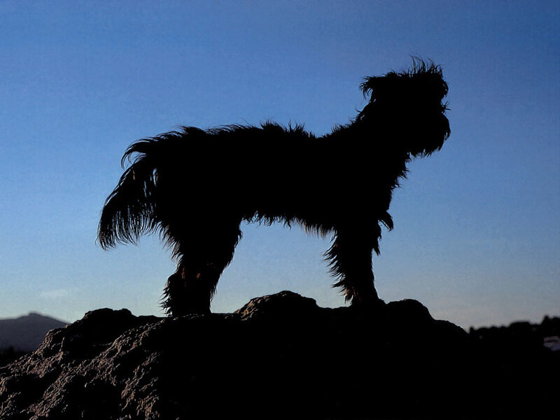 silhouette of dog on rock