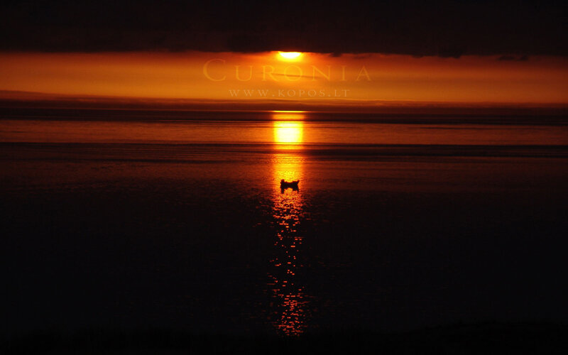 Silhouette of Dog on Water