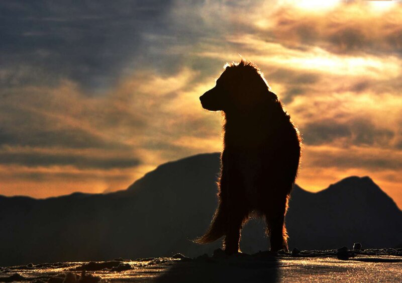 Silhouette of Dog — Orange, Dramatic
