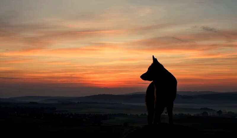 Silhouette of Dog — Orange