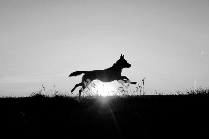 Silhouette of Dog Running