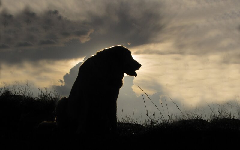 Silhouette of Dog