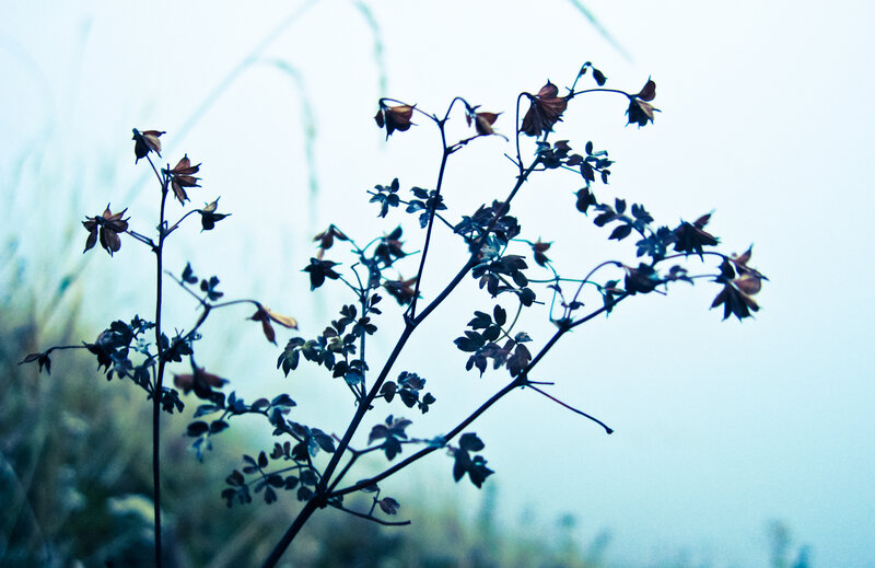 silhouette of dried plant