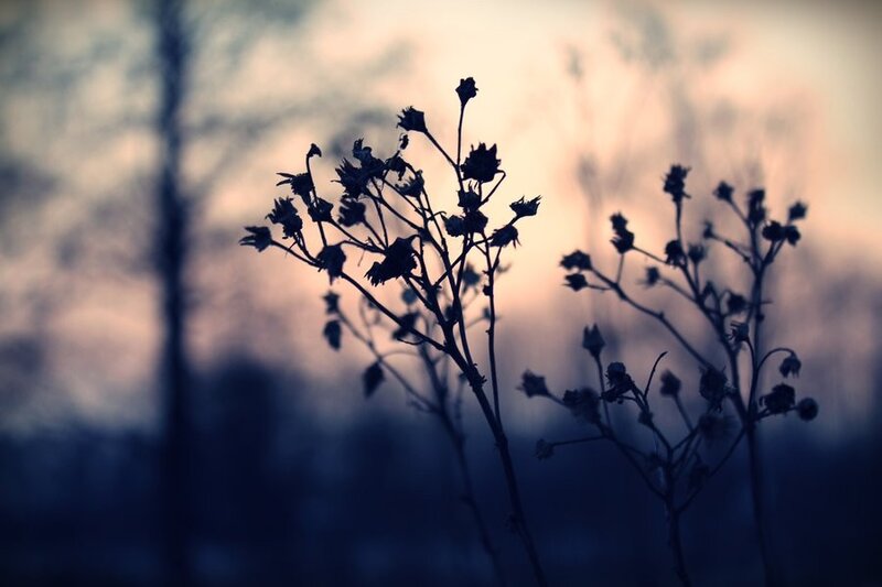 silhouette of dried plants at dusk