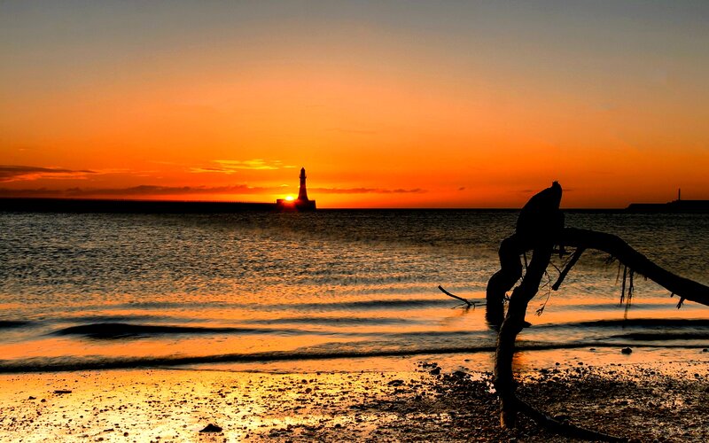 Silhouette of Driftwood