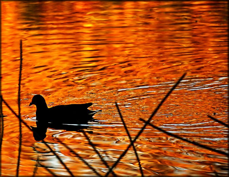 Silhouette of Duck Swimming