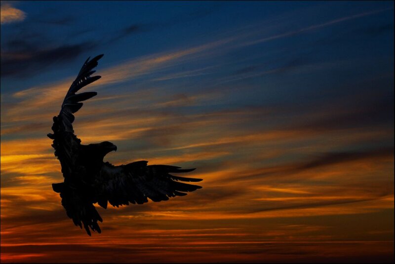 Silhouette of Eagle in Flight — Orange
