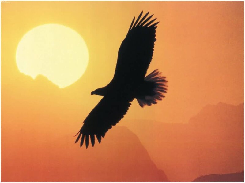 Silhouette of Eagle in Flight
