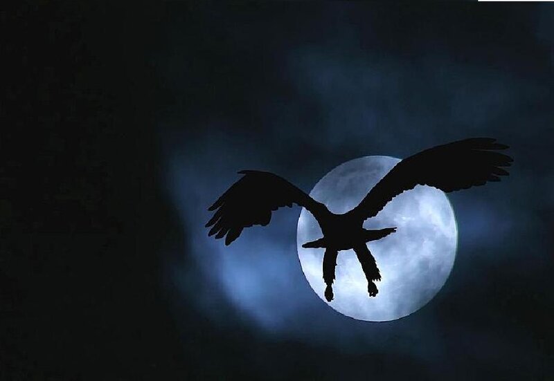 Silhouette of Eagle