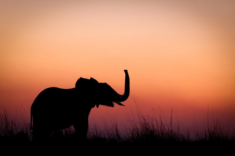 Silhouette of Elephant — Orange