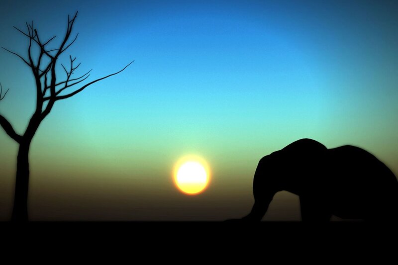 Silhouette of Elephant