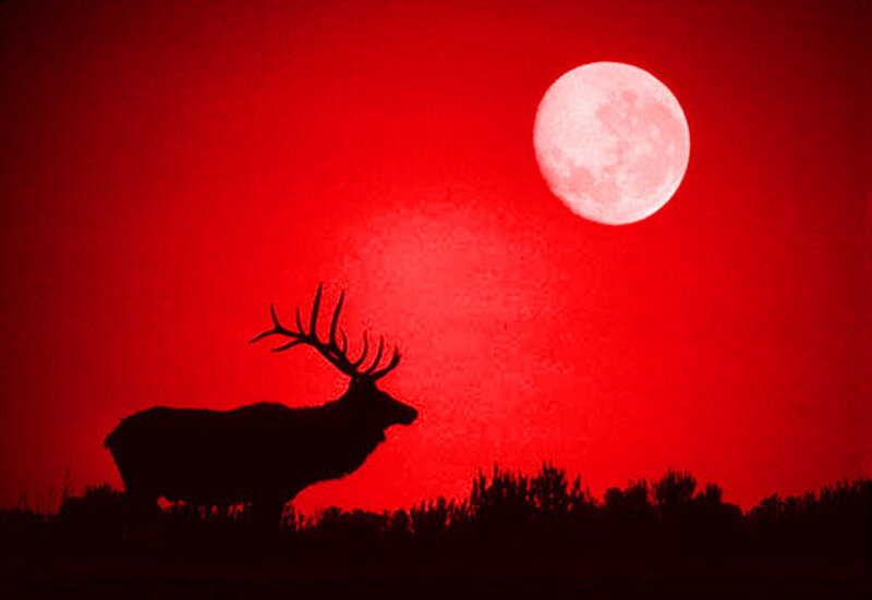 Silhouette of Elk