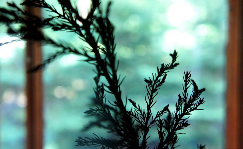 silhouette of evergreen branches