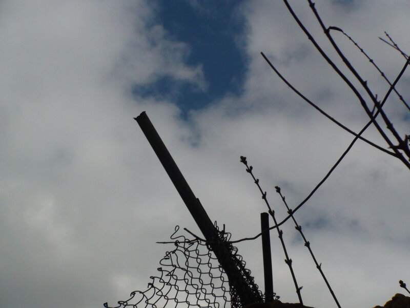 silhouette of fence and branches