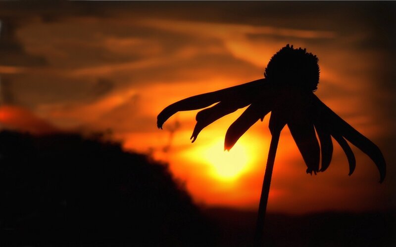 silhouette of flower at sunset