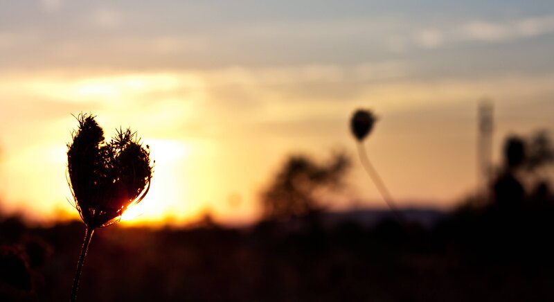 silhouette of flower at sunset