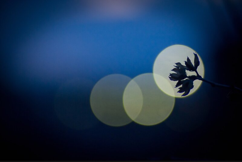 Silhouette of Flower Branch