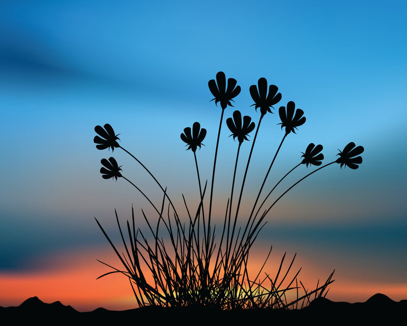 silhouette of flowers at sunset