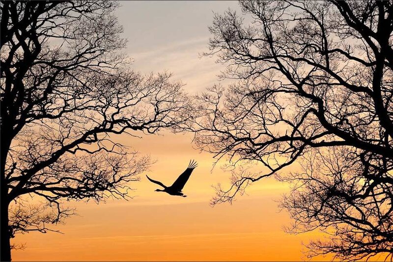 Silhouette of Flying Bird