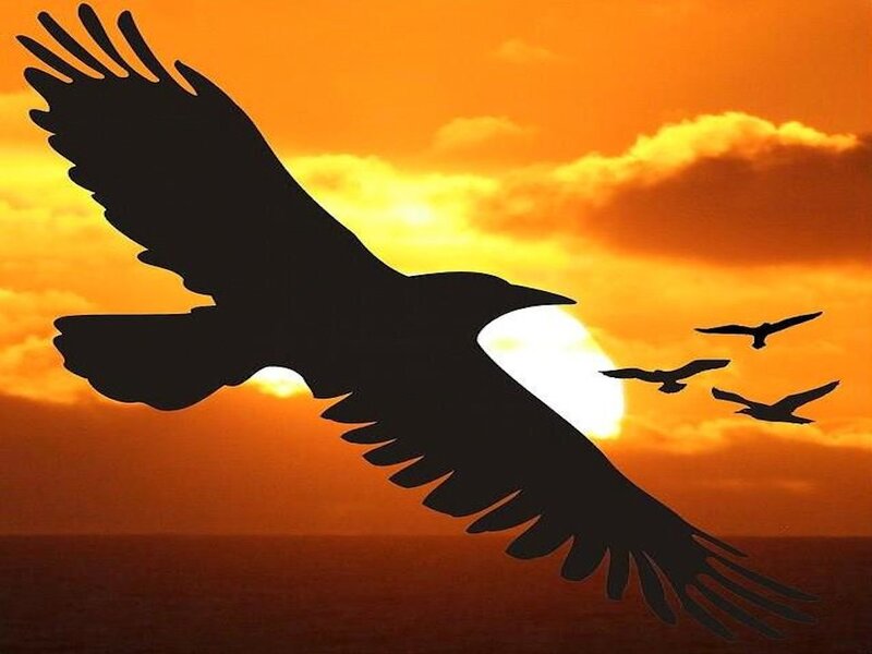 Silhouette of Flying Birds