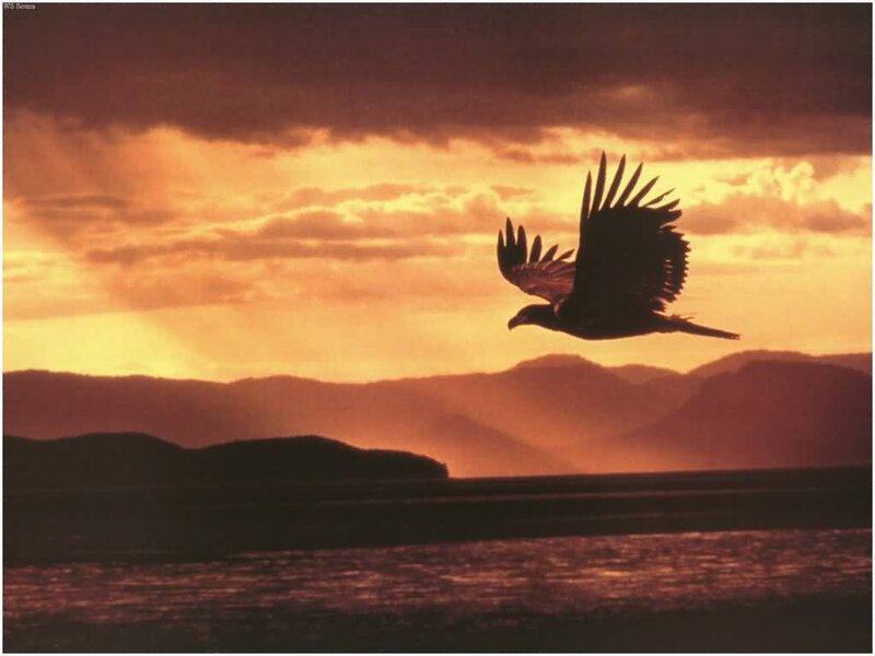 Silhouette of Flying Eagle