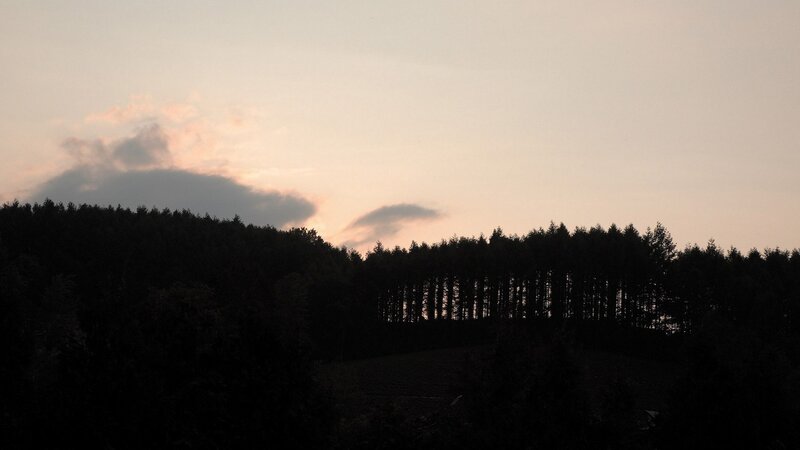 silhouette of forest at dusk
