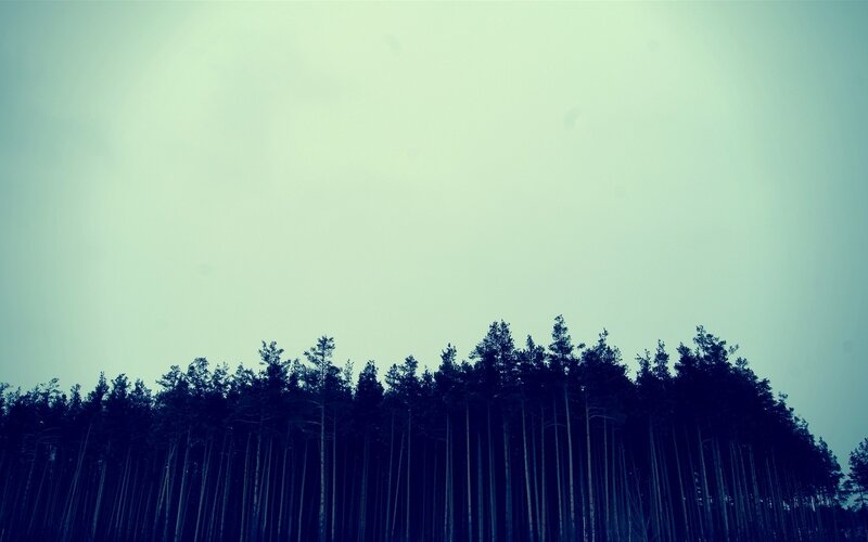 silhouette of forest at dusk