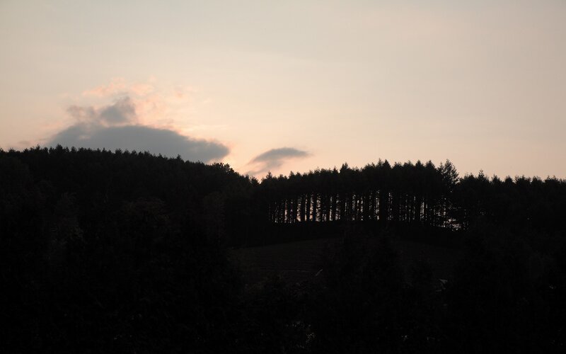 silhouette of forest at dusk