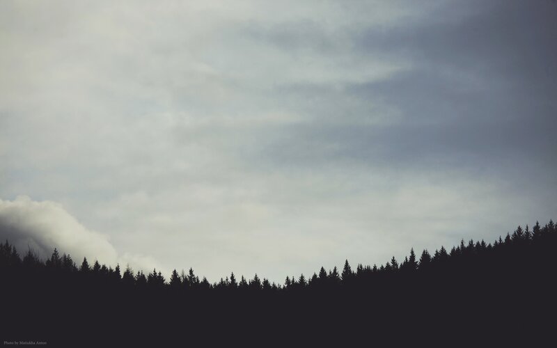 Silhouette of Forest