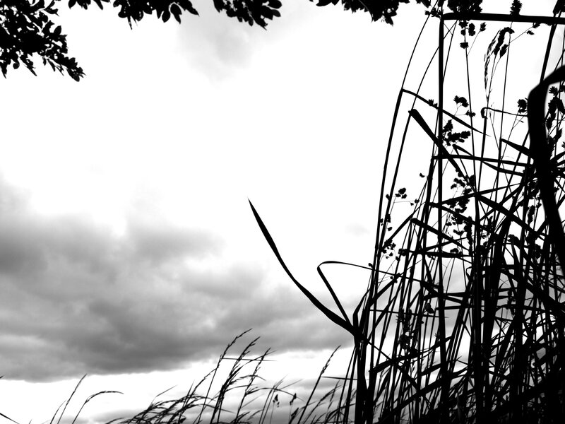 silhouette of grass against cloudy sky