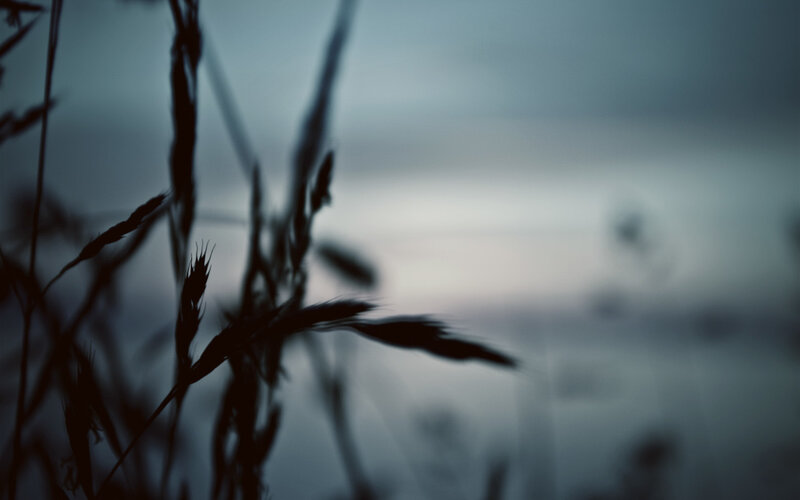 silhouette of grass at dusk