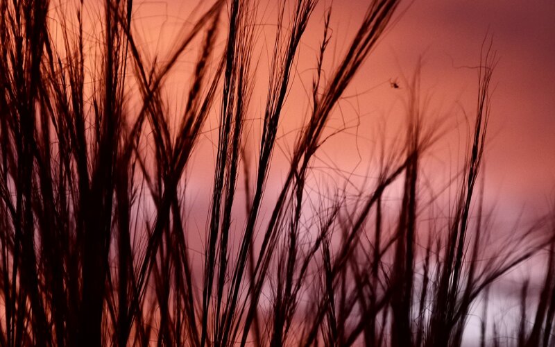 silhouette of grass at sunset