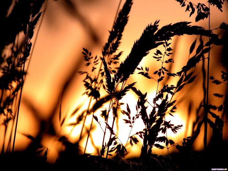 silhouette of grass at sunset