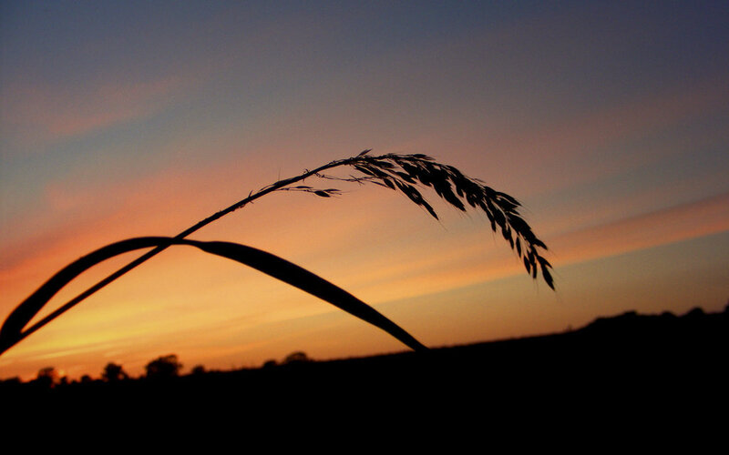 Silhouette of grass at sunset