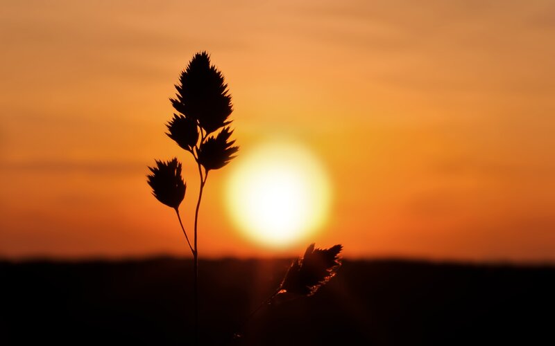 Silhouette of grass at sunset