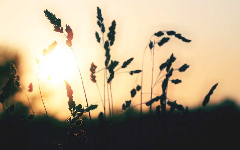 silhouette of grass at sunset