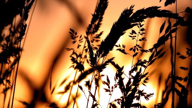silhouette of grass at sunset