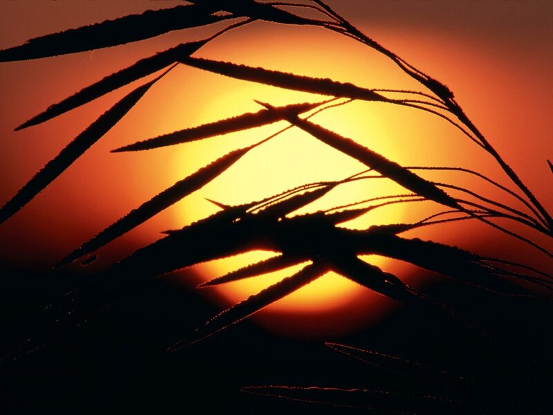 Silhouette of grass at sunset