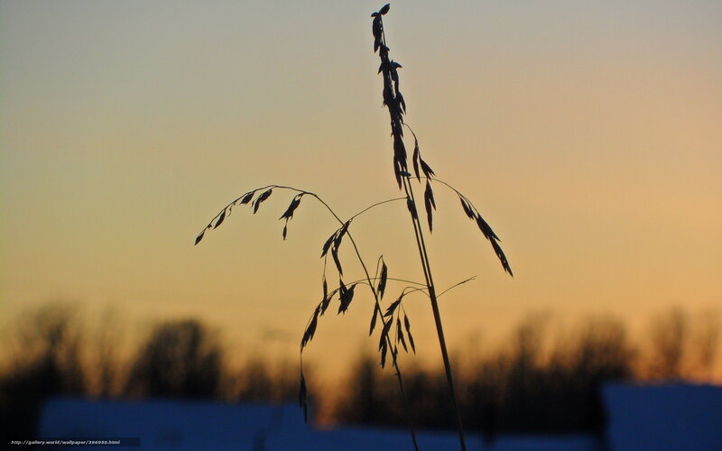 Silhouette of grass at sunset