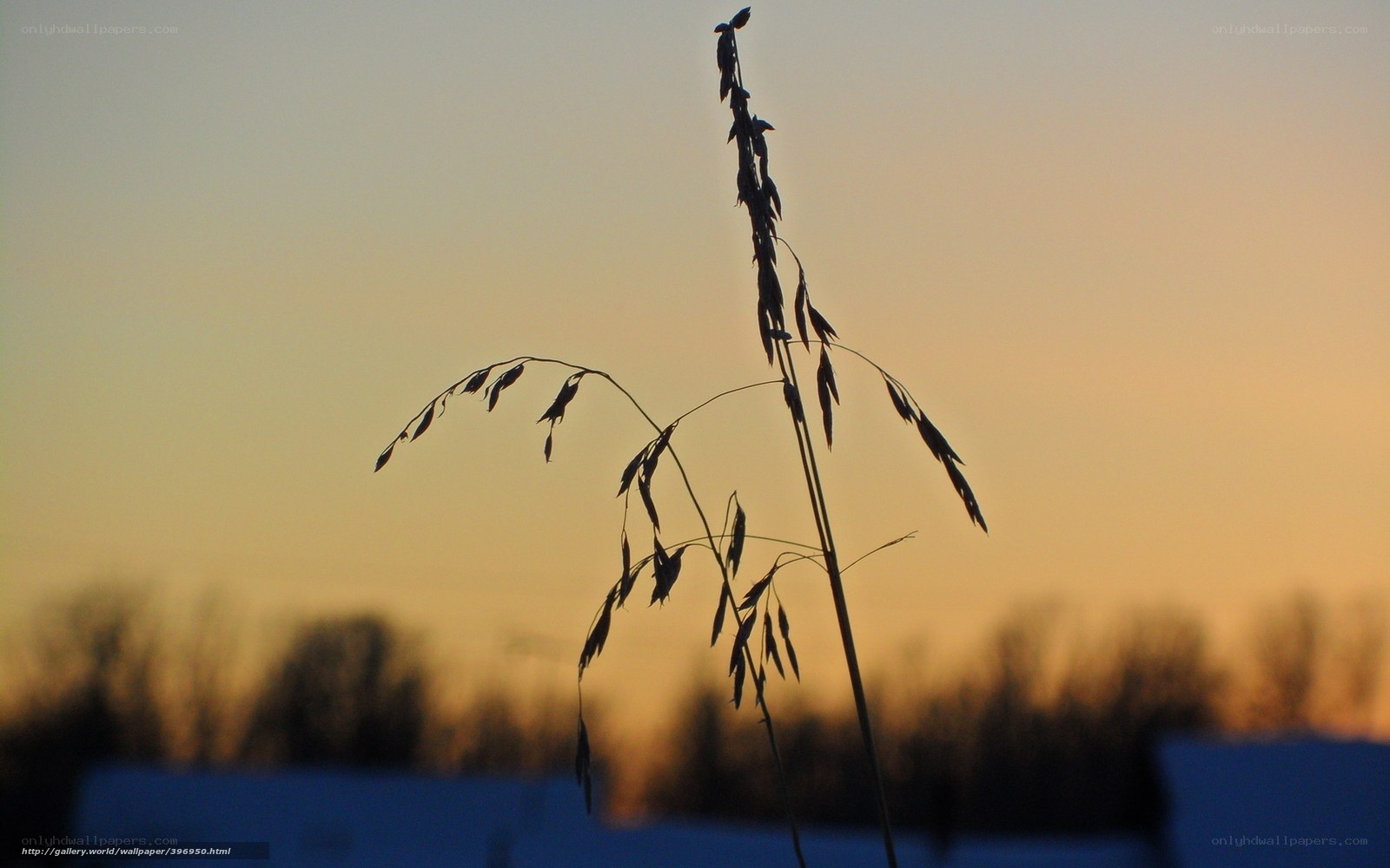 Silhouette of grass at sunset