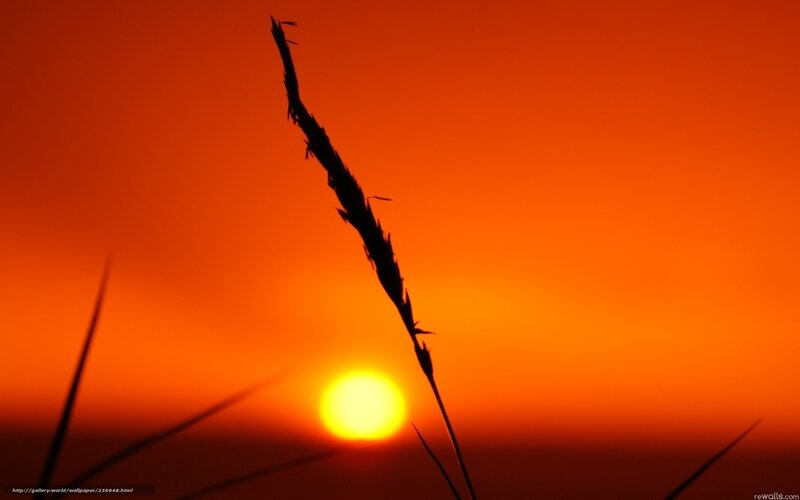 Silhouette of Grass — Orange, Dramatic, Sunset