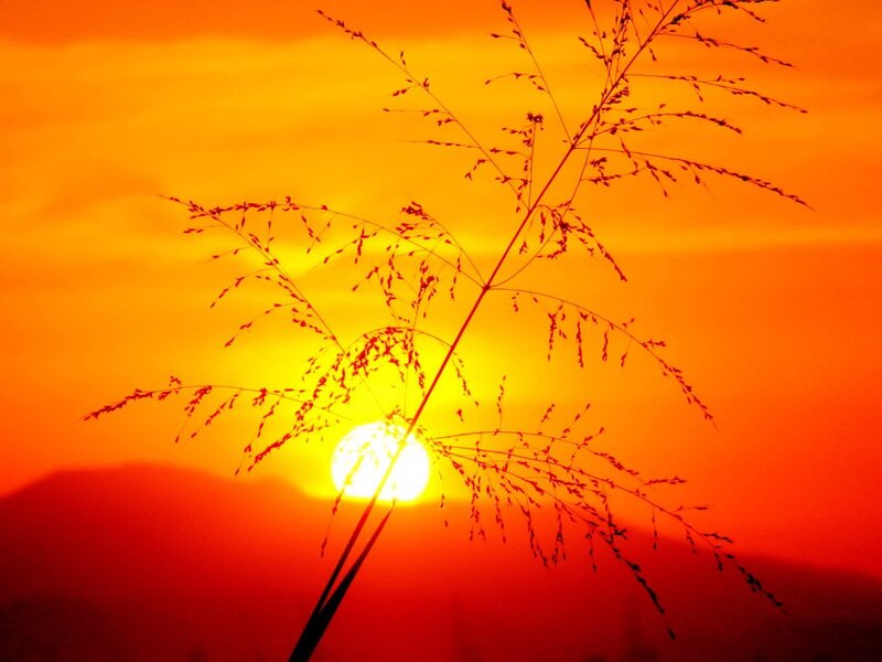 Silhouette of Grass — Orange, Dramatic