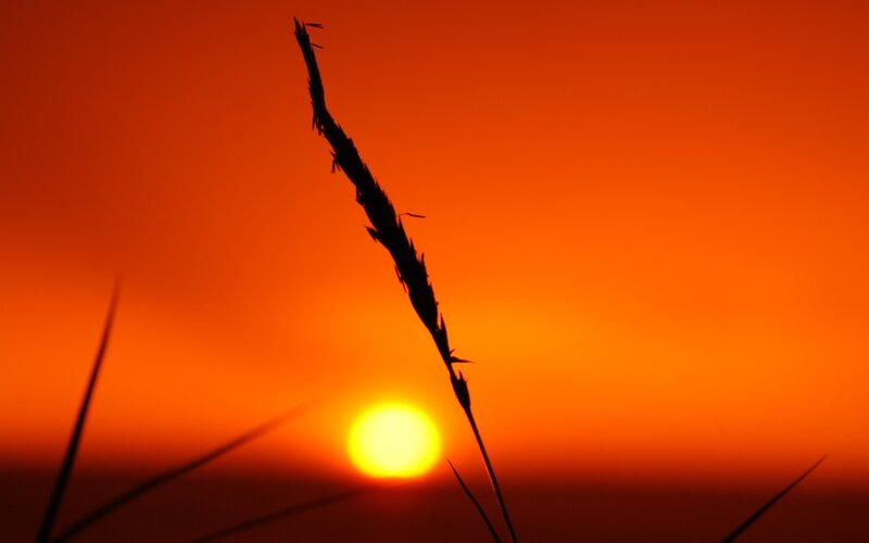 Silhouette of Grass — Orange, Serene