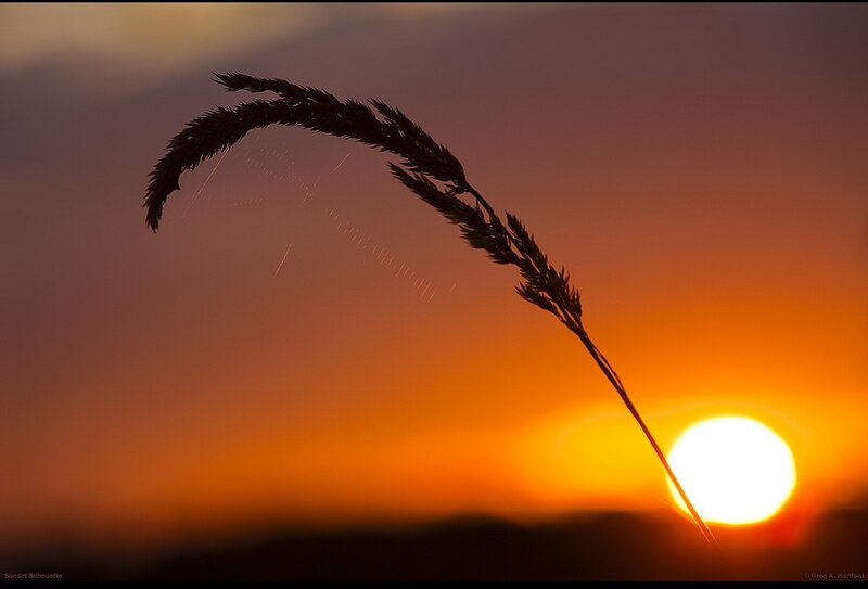 Silhouette of Grass — Orange