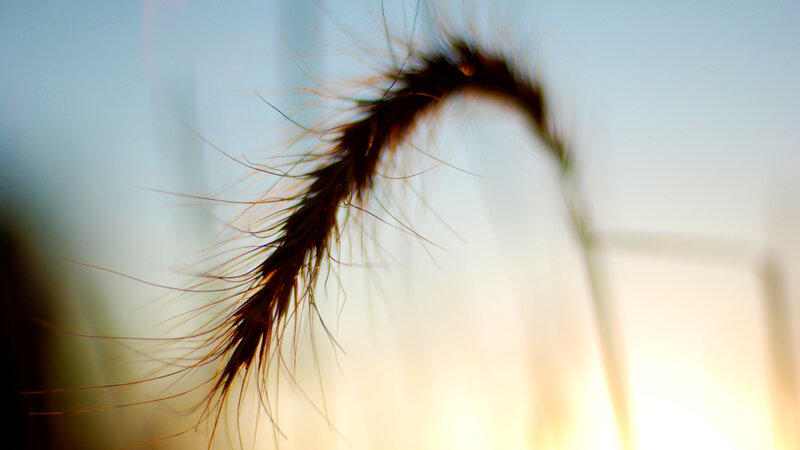 Silhouette of Grass Seed Head