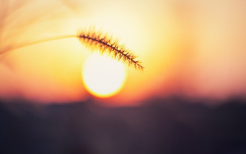 Silhouette of Grass Seed Head — Yellow