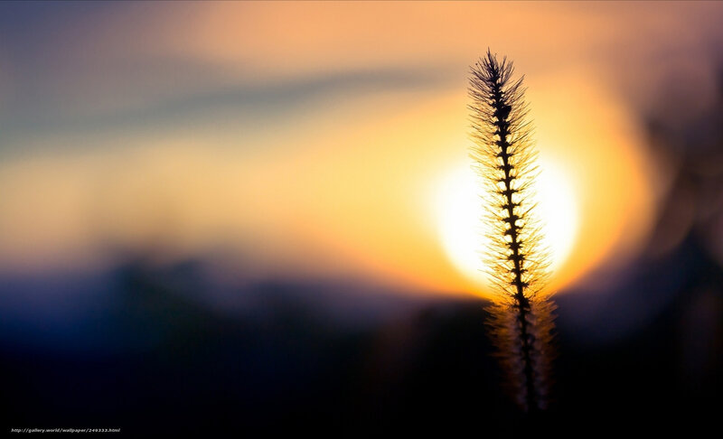 Silhouette of Grass Stem