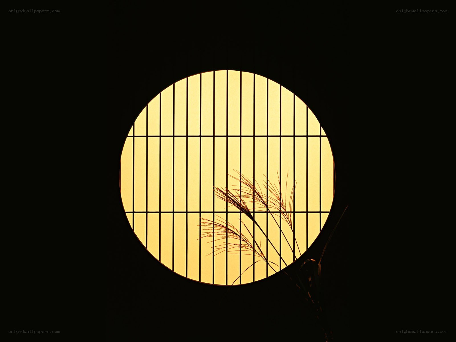 silhouette of grass through a window