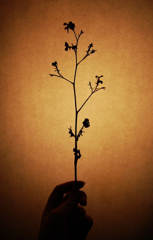 silhouette of hand holding plant