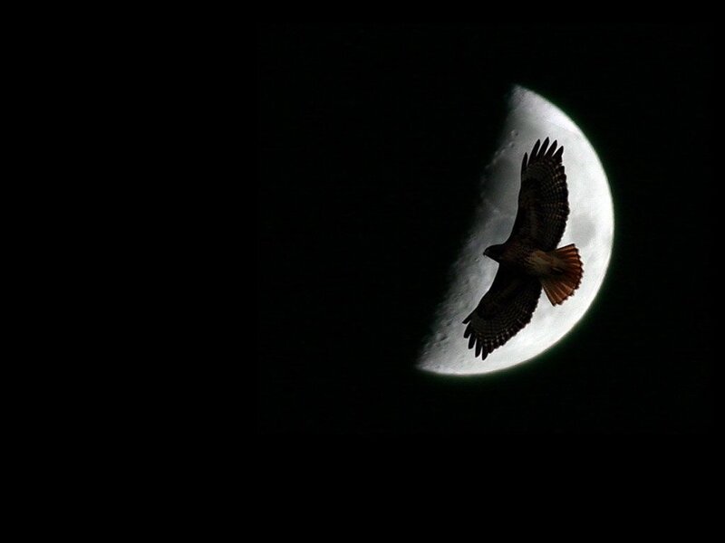 Silhouette of Hawk in Flight